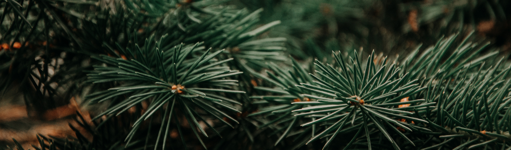 TOP TIPS TO KEEP YOUR CHRISTMAS TREE IN SHAPE